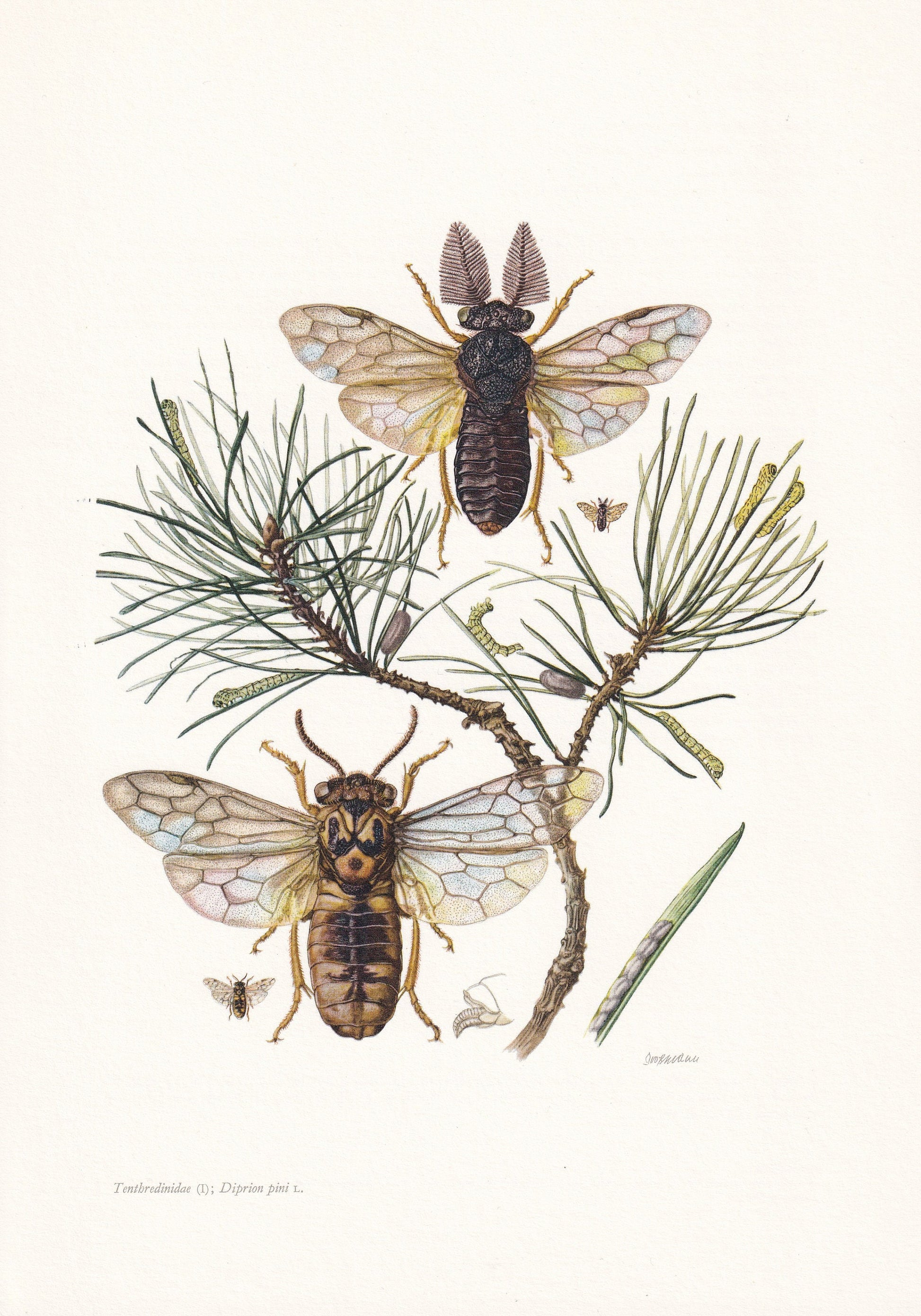 1960 COMMON PINE SAWFLY Print - Vintage Insect Print - Sawfly Illustration - Insect Wall Art - Vintage Entomology Print - 7.5