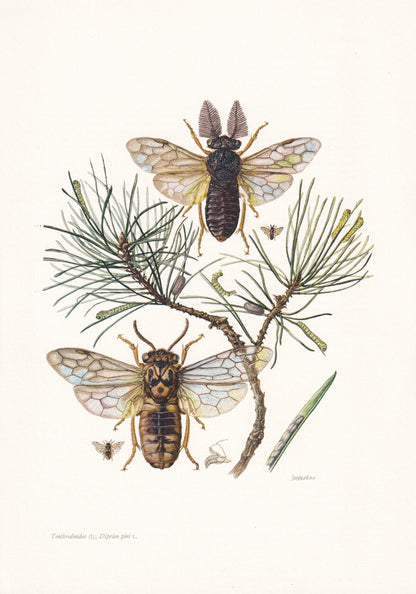 1960 COMMON PINE SAWFLY Print - Vintage Insect Print - Sawfly Illustration - Insect Wall Art - Vintage Entomology Print - 7.5