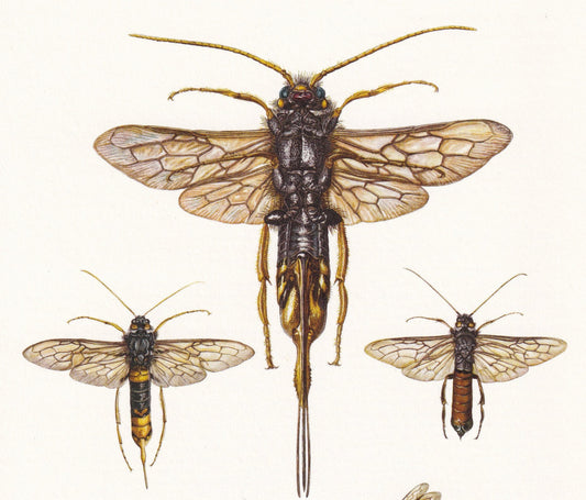 1960 GIANT WOODWASP Print - Vintage Insect Print - Sawfly Illustration - Insect Wall Art - Vintage Entomology Print - 7.5 x 1
