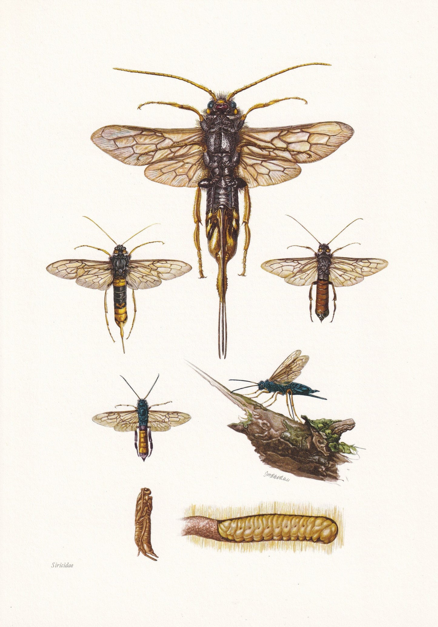 1960 GIANT WOODWASP Print - Vintage Insect Print - Sawfly Illustration - Insect Wall Art - Vintage Entomology Print - 7.5 x 1