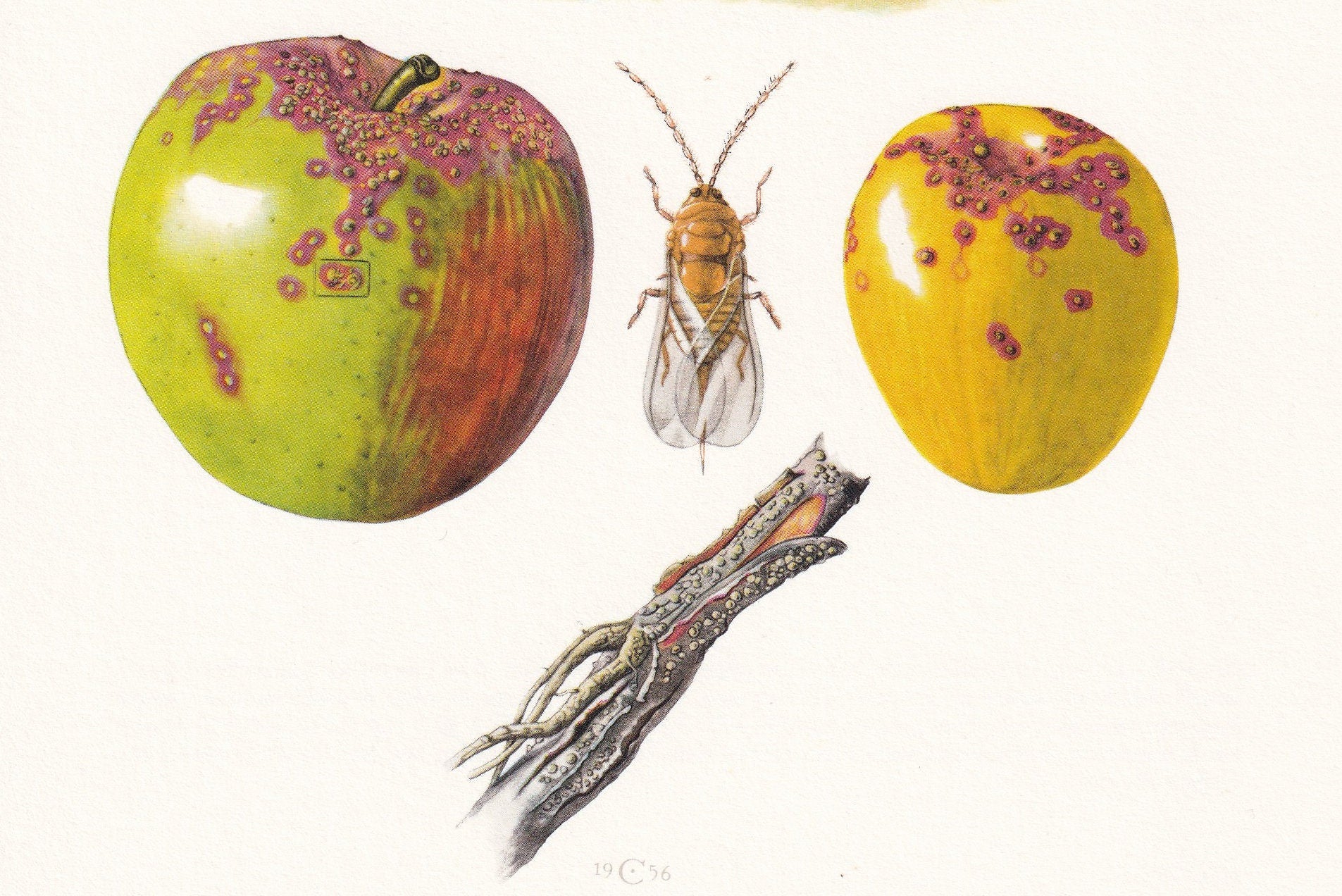 1960 SAN JOSE SCALE Print - Vintage Insect Print - Bugs Illustration - Insect Wall Art - Vintage Entomology Print - 7.5 x 10.