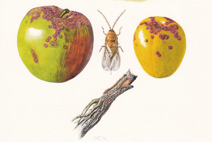 1960 SAN JOSE SCALE Print - Vintage Insect Print - Bugs Illustration - Insect Wall Art - Vintage Entomology Print - 7.5 x 10.