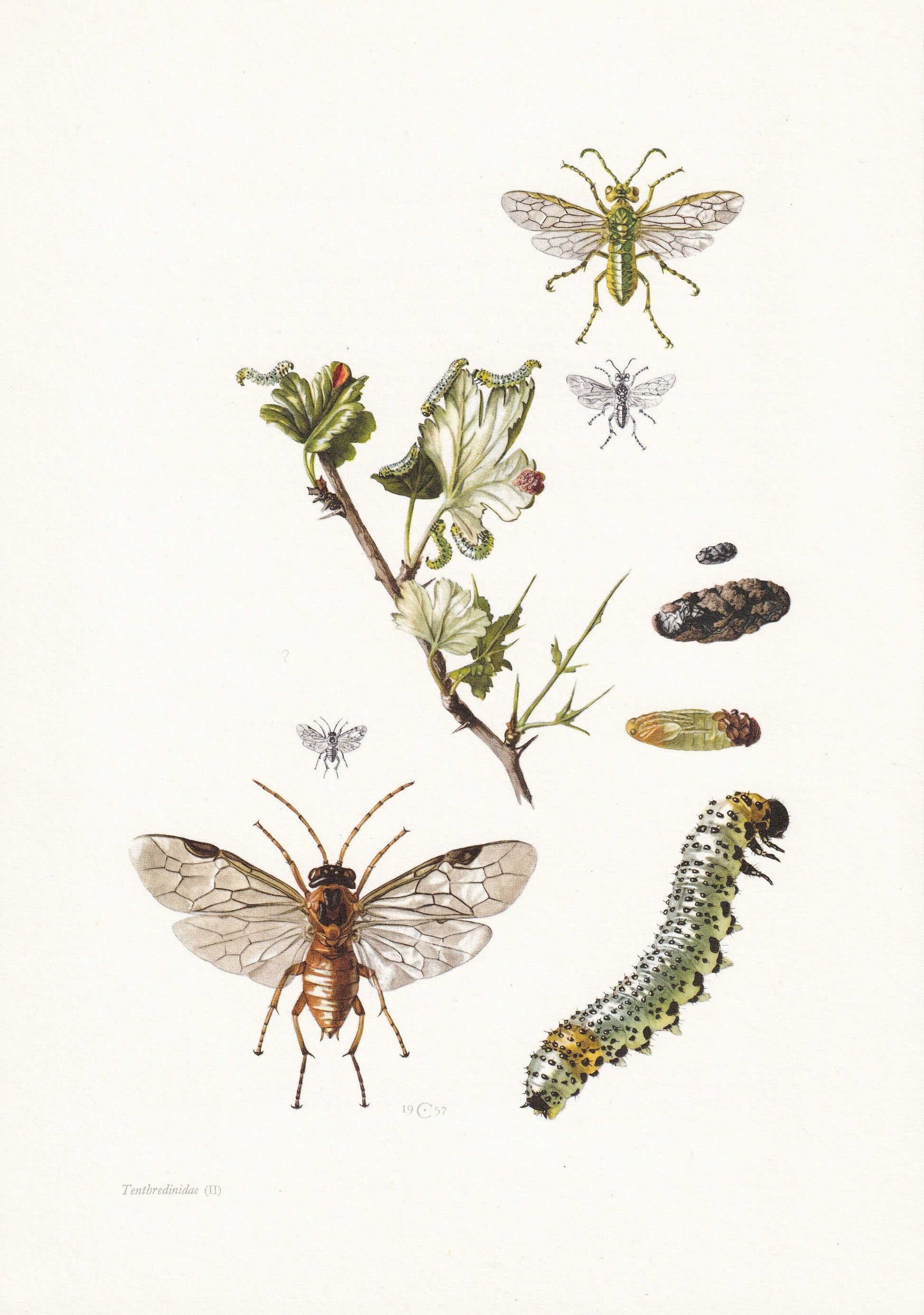 1960 SAWFLY Print - Vintage Insect Print - Sawfly Illustration - Insect Wall Art - Vintage Entomology Print - 7.5 x 10.6 Inch