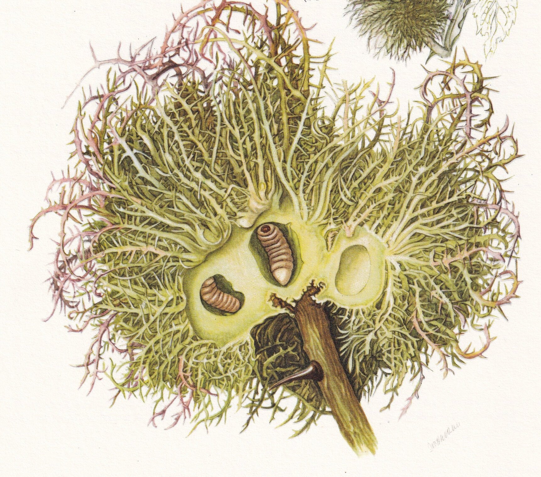 1960 GALL WASP Print - Vintage Insect Print - Bugs Illustration - Insect Wall Art - Vintage Entomology Print - 7.5 x 10.6 Inc