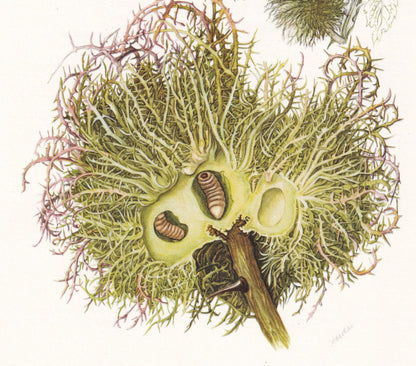 1960 GALL WASP Print - Vintage Insect Print - Bugs Illustration - Insect Wall Art - Vintage Entomology Print - 7.5 x 10.6 Inc