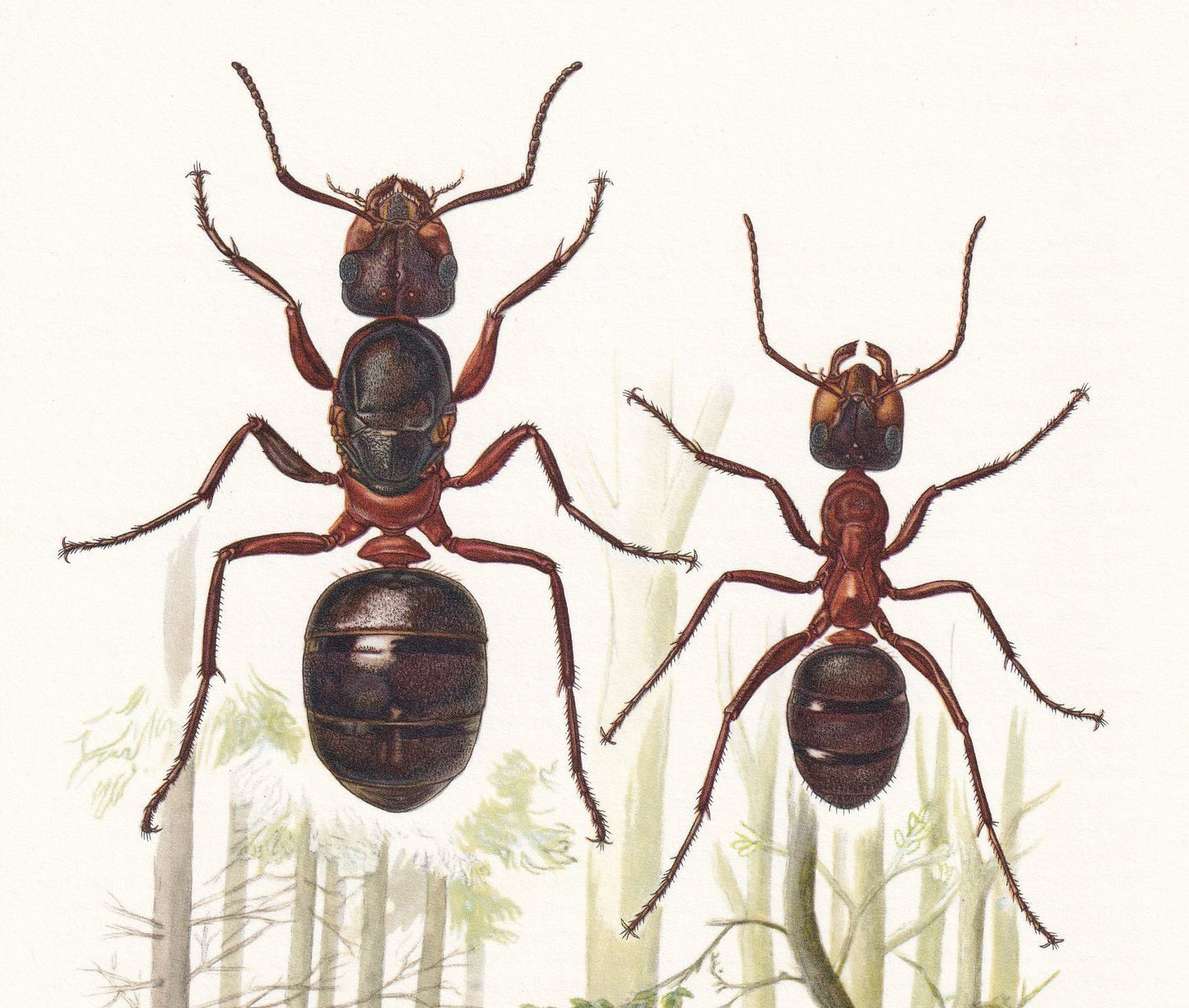 1960 RED WOOD ANT Print - Vintage Insect Print - Bugs Illustration - Insect Wall Art - Vintage Entomology Print - 7.5 x 10.6 