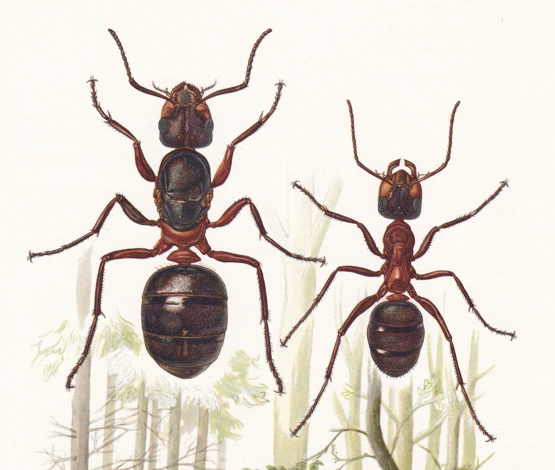 1960 RED WOOD ANT Print - Vintage Insect Print - Bugs Illustration - Insect Wall Art - Vintage Entomology Print - 7.5 x 10.6 