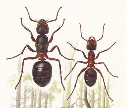 1960 RED WOOD ANT Print - Vintage Insect Print - Bugs Illustration - Insect Wall Art - Vintage Entomology Print - 7.5 x 10.6 