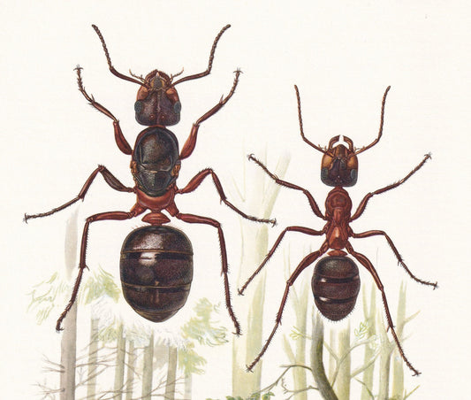 1960 RED WOOD ANT Print - Vintage Insect Print - Bugs Illustration - Insect Wall Art - Vintage Entomology Print - 7.5 x 10.6 
