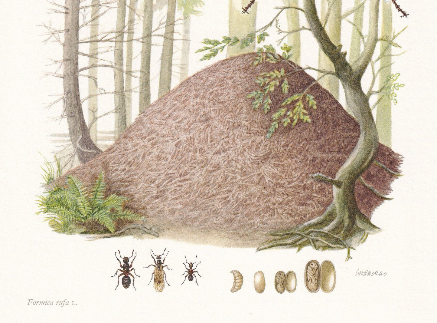 1960 RED WOOD ANT Print - Vintage Insect Print - Bugs Illustration - Insect Wall Art - Vintage Entomology Print - 7.5 x 10.6 
