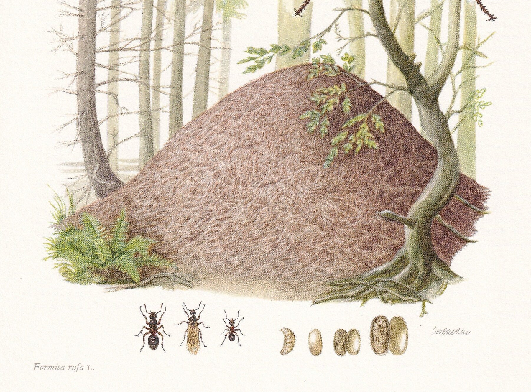 1960 RED WOOD ANT Print - Vintage Insect Print - Bugs Illustration - Insect Wall Art - Vintage Entomology Print - 7.5 x 10.6 
