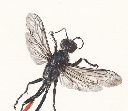 1960 Red-Banded SAND WASP Print - Vintage Insect Print - Bugs Illustration - Insect Wall Art - Vintage Entomology Print - 7.5