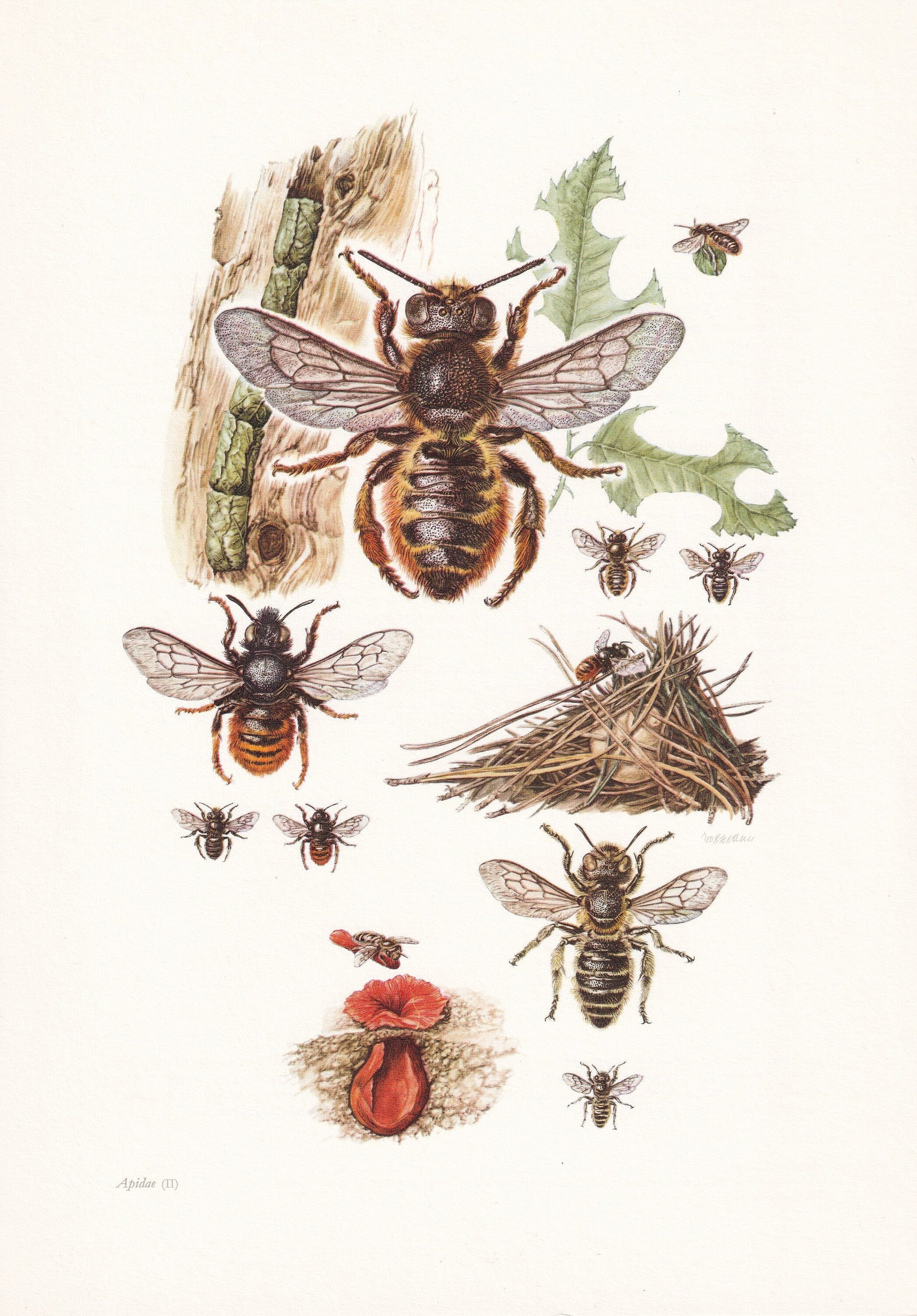 1960 PATCHWORK LEAFCUTTER BEE Print - Vintage Insect Print - Bugs Illustration - Insect Wall Art - Vintage Entomology Print -