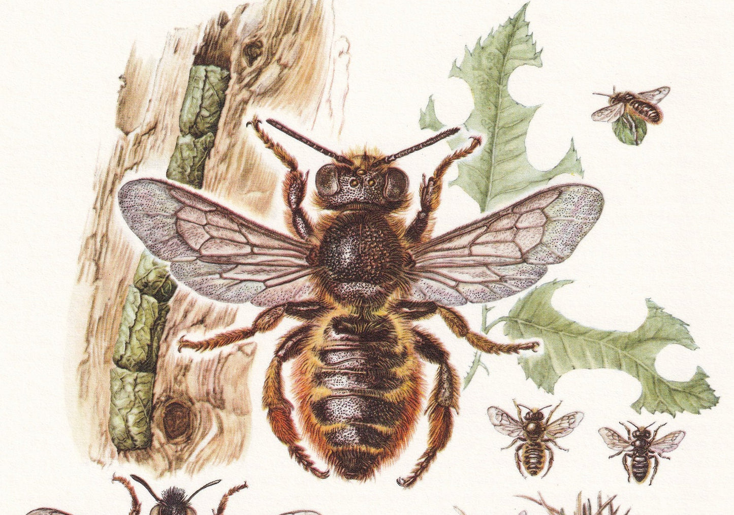 1960 PATCHWORK LEAFCUTTER BEE Print - Vintage Insect Print - Bugs Illustration - Insect Wall Art - Vintage Entomology Print -