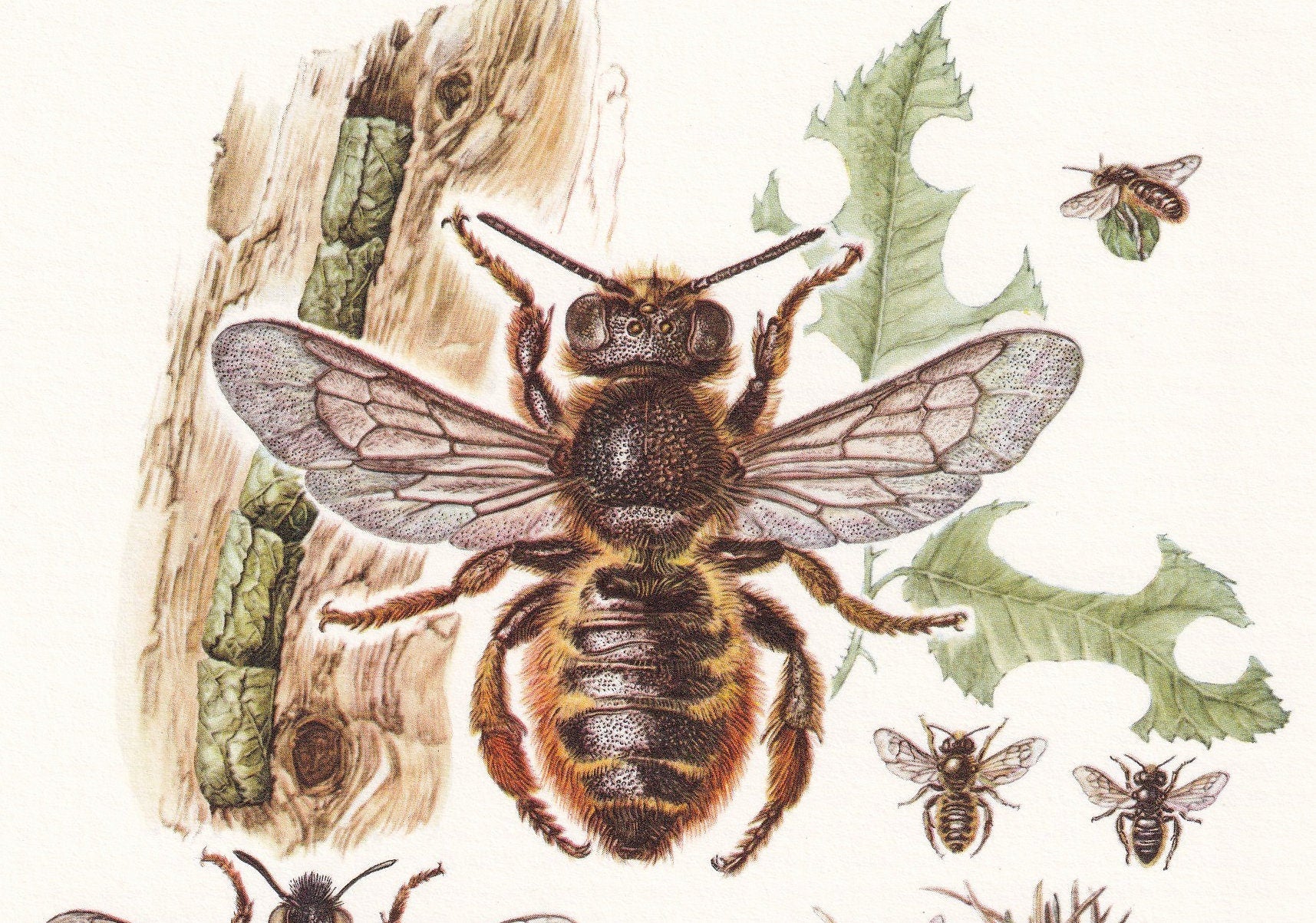 1960 PATCHWORK LEAFCUTTER BEE Print - Vintage Insect Print - Bugs Illustration - Insect Wall Art - Vintage Entomology Print -