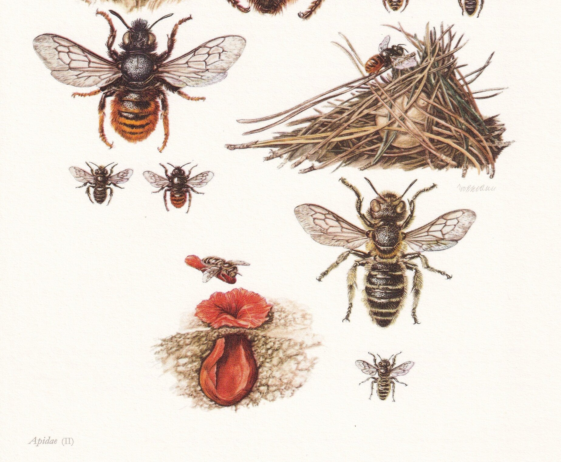 1960 PATCHWORK LEAFCUTTER BEE Print - Vintage Insect Print - Bugs Illustration - Insect Wall Art - Vintage Entomology Print -