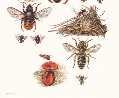 1960 PATCHWORK LEAFCUTTER BEE Print - Vintage Insect Print - Bugs Illustration - Insect Wall Art - Vintage Entomology Print -
