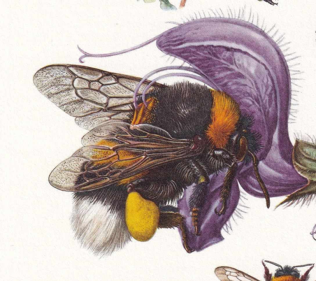 1960 BUMBLEBEE Print - Vintage Insect Print - Bugs Illustration - Insect Wall Art - Vintage Entomology Print - 7.5 x 10.6 Inc