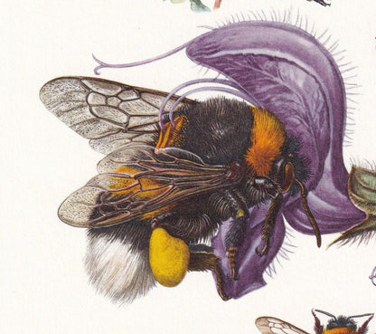 1960 BUMBLEBEE Print - Vintage Insect Print - Bugs Illustration - Insect Wall Art - Vintage Entomology Print - 7.5 x 10.6 Inc