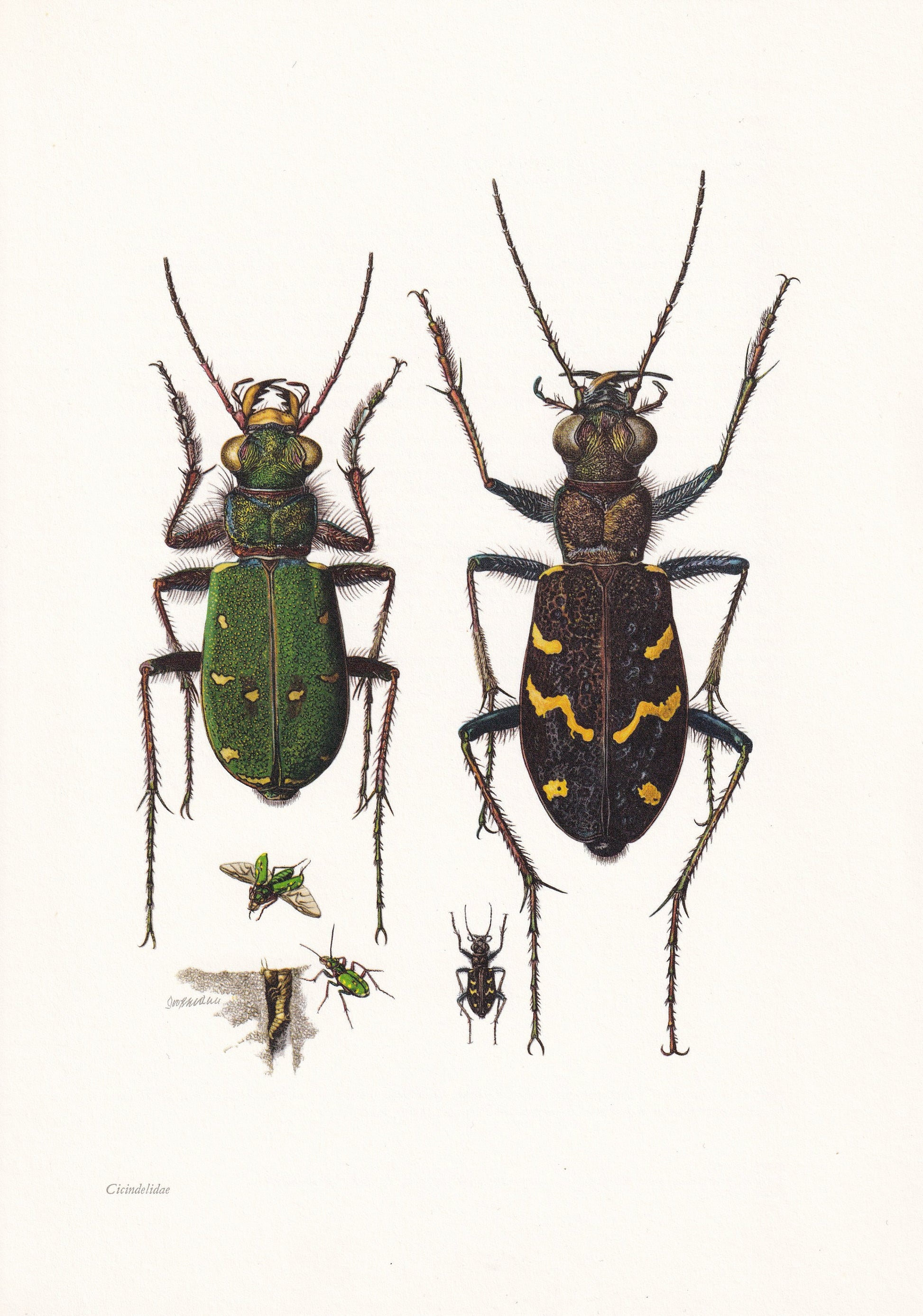 1960 TIGER BEETLE Print - Vintage Insect Print - Bugs Illustration - Insect Wall Art - Vintage Entomology Print - 7.5 x 10.6 