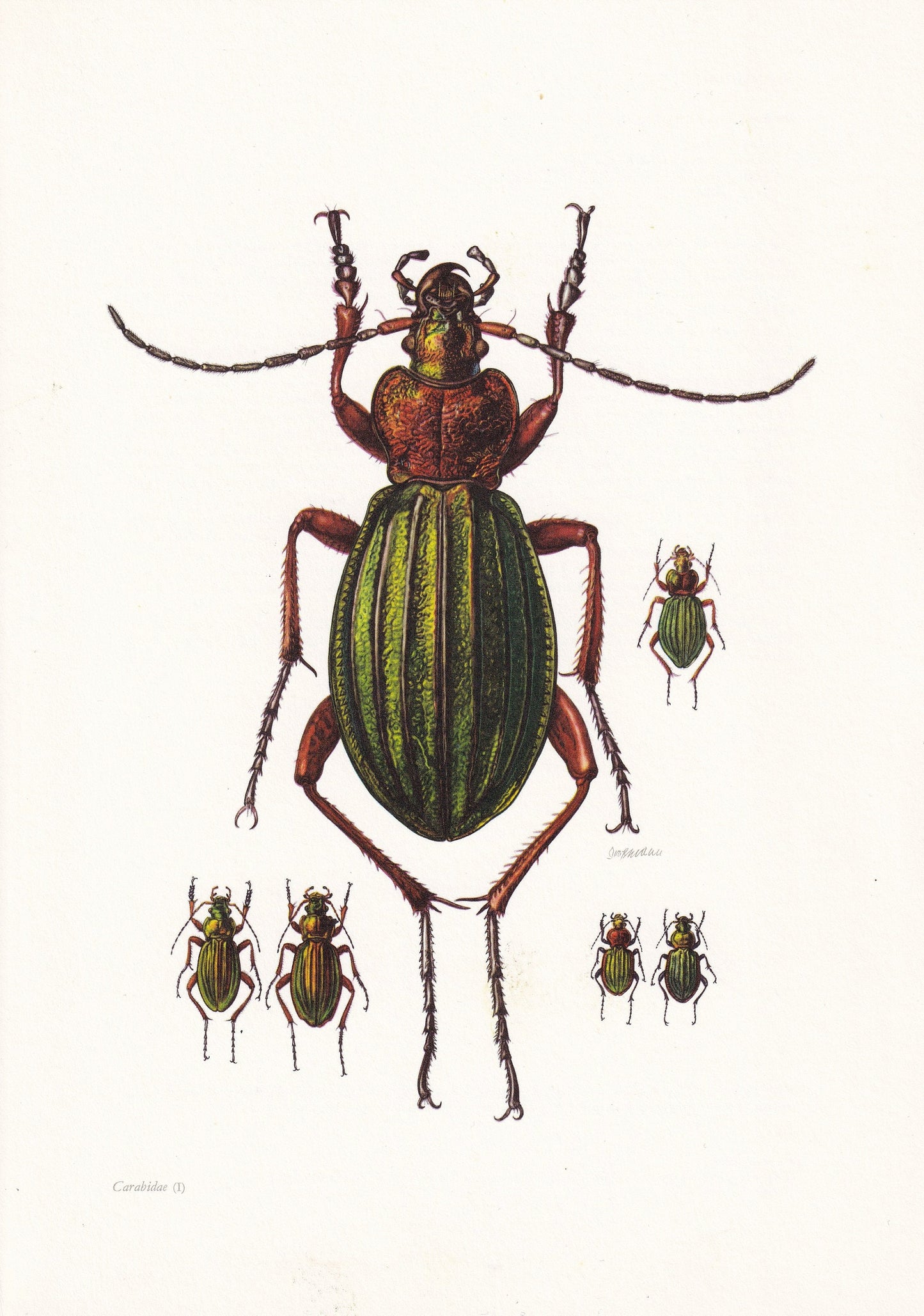 1960 CARABUS BEETLE Print - Vintage Insect Print - Bugs Illustration - Insect Wall Art - Vintage Entomology Print - 7.5 x 10.