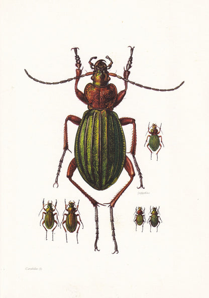 1960 CARABUS BEETLE Print - Vintage Insect Print - Bugs Illustration - Insect Wall Art - Vintage Entomology Print - 7.5 x 10.
