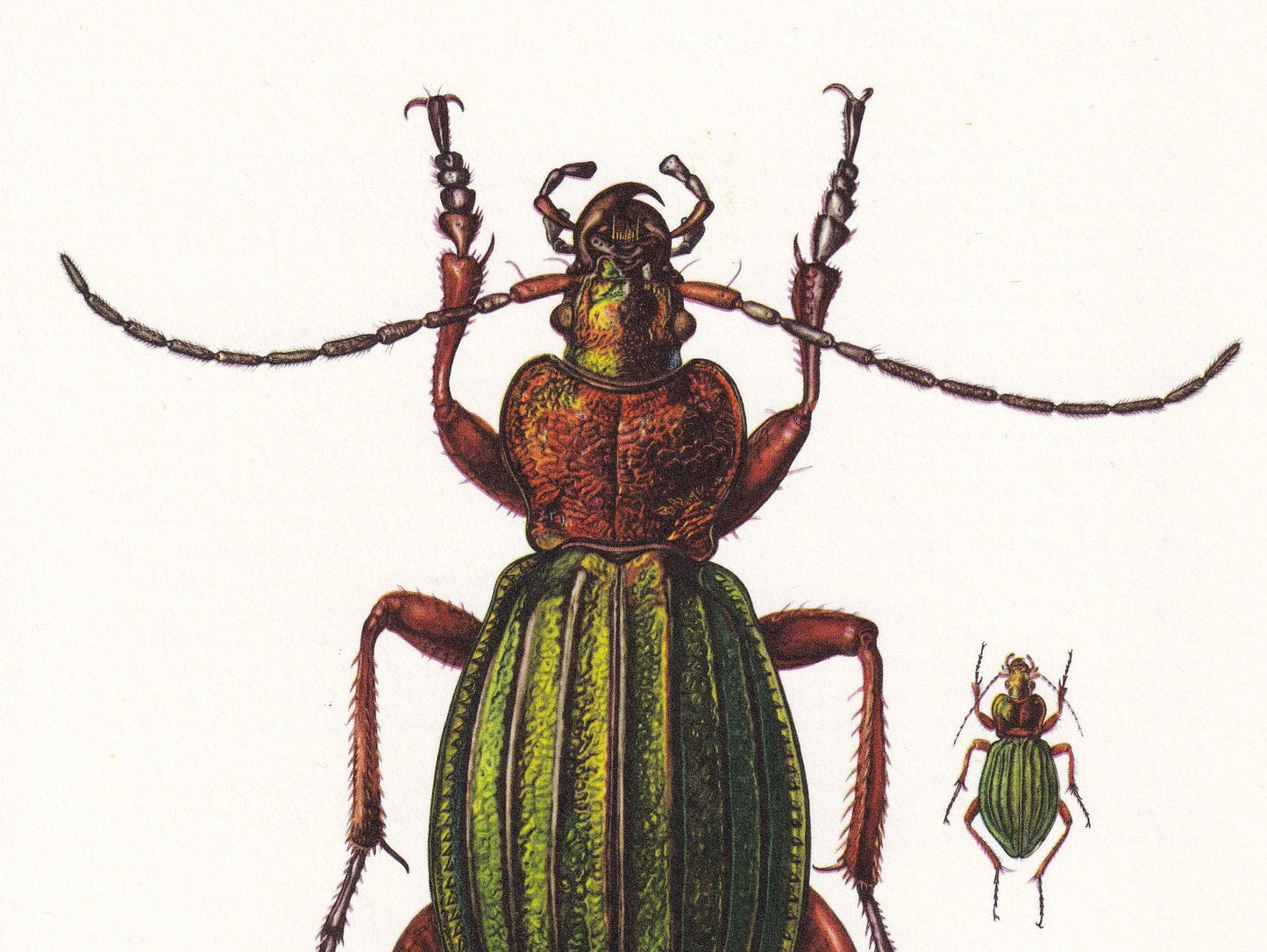 1960 CARABUS BEETLE Print - Vintage Insect Print - Bugs Illustration - Insect Wall Art - Vintage Entomology Print - 7.5 x 10.