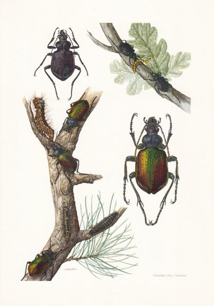 1960 FOREST CATERPILLAR HUNTER Print - Vintage Insect Print - Bugs Illustration - Insect Wall Art - Vintage Entomology Print 