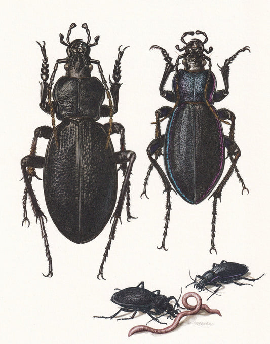 1960 GROUND BEETLE Print - Vintage Insect Print - Bugs Illustration - Insect Wall Art - Vintage Entomology Print - 7.5 x 10.6