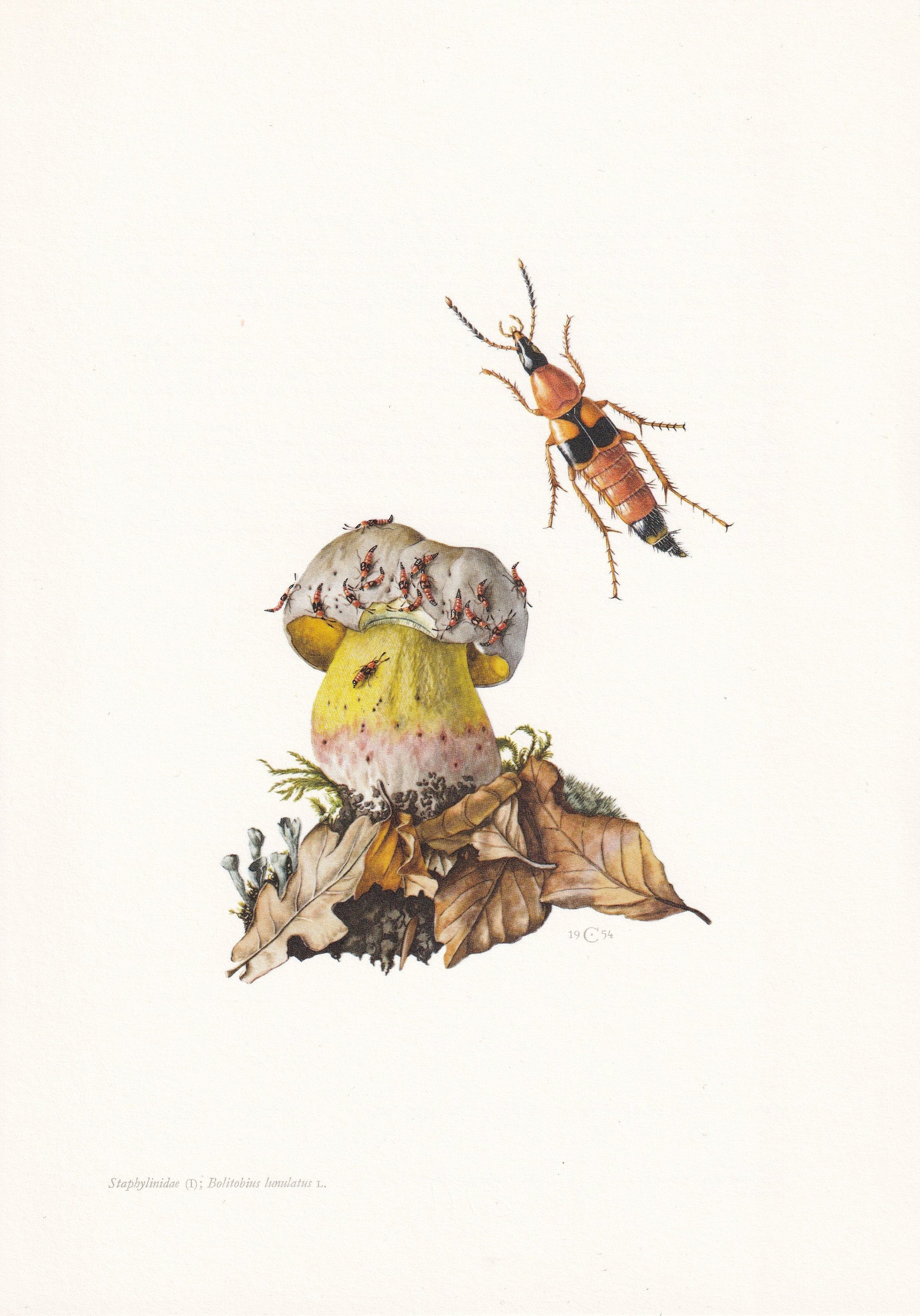 1960 ROVE BEETLE Print - Vintage Insect Print - Bugs Illustration - Insect Wall Art - Vintage Entomology Print - 7.5 x 10.6 I