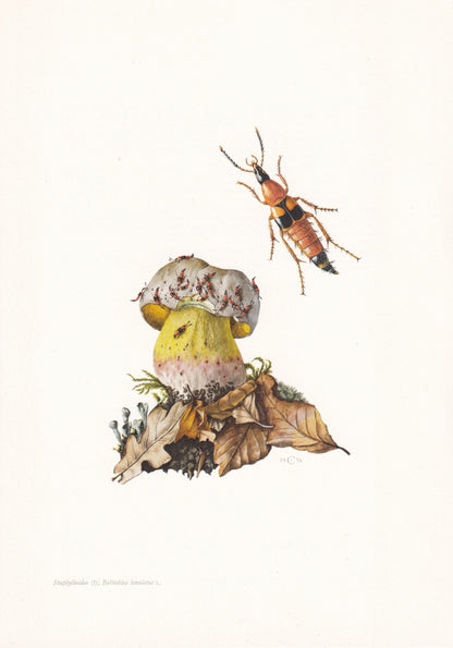 1960 ROVE BEETLE Print - Vintage Insect Print - Bugs Illustration - Insect Wall Art - Vintage Entomology Print - 7.5 x 10.6 I