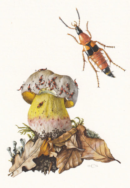 1960 ROVE BEETLE Print - Vintage Insect Print - Bugs Illustration - Insect Wall Art - Vintage Entomology Print - 7.5 x 10.6 I