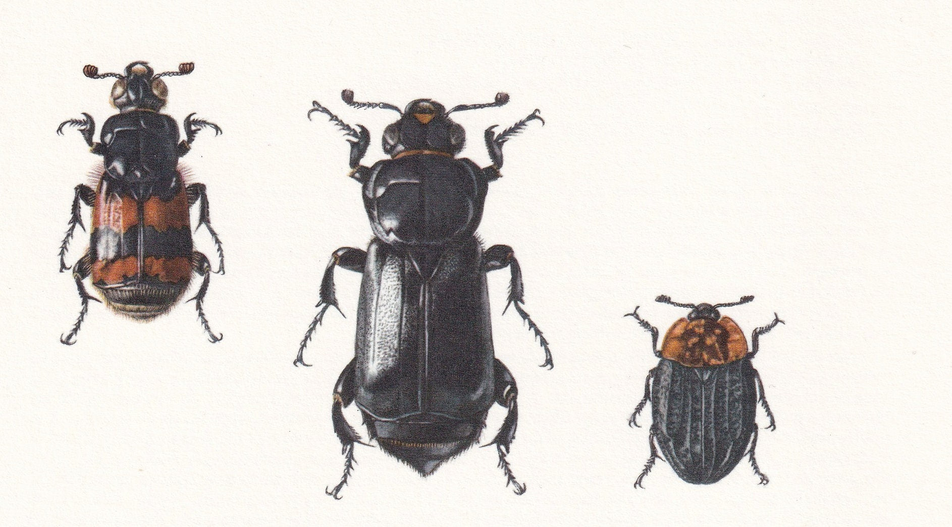 1960 BURYING BEETLE Print - Vintage Insect Print - Bugs Illustration - Insect Wall Art - Vintage Entomology Print - 7.5 x 10.