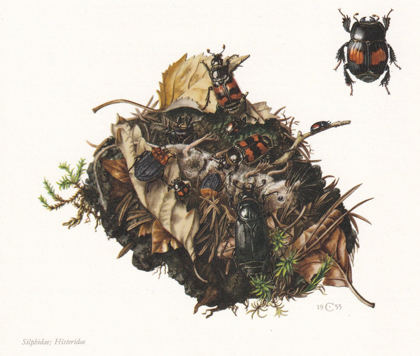 1960 BURYING BEETLE Print - Vintage Insect Print - Bugs Illustration - Insect Wall Art - Vintage Entomology Print - 7.5 x 10.