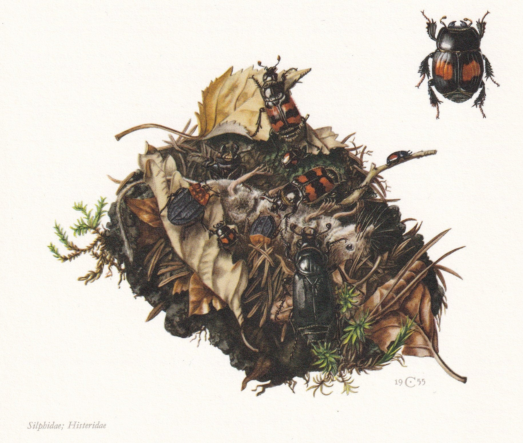 1960 BURYING BEETLE Print - Vintage Insect Print - Bugs Illustration - Insect Wall Art - Vintage Entomology Print - 7.5 x 10.