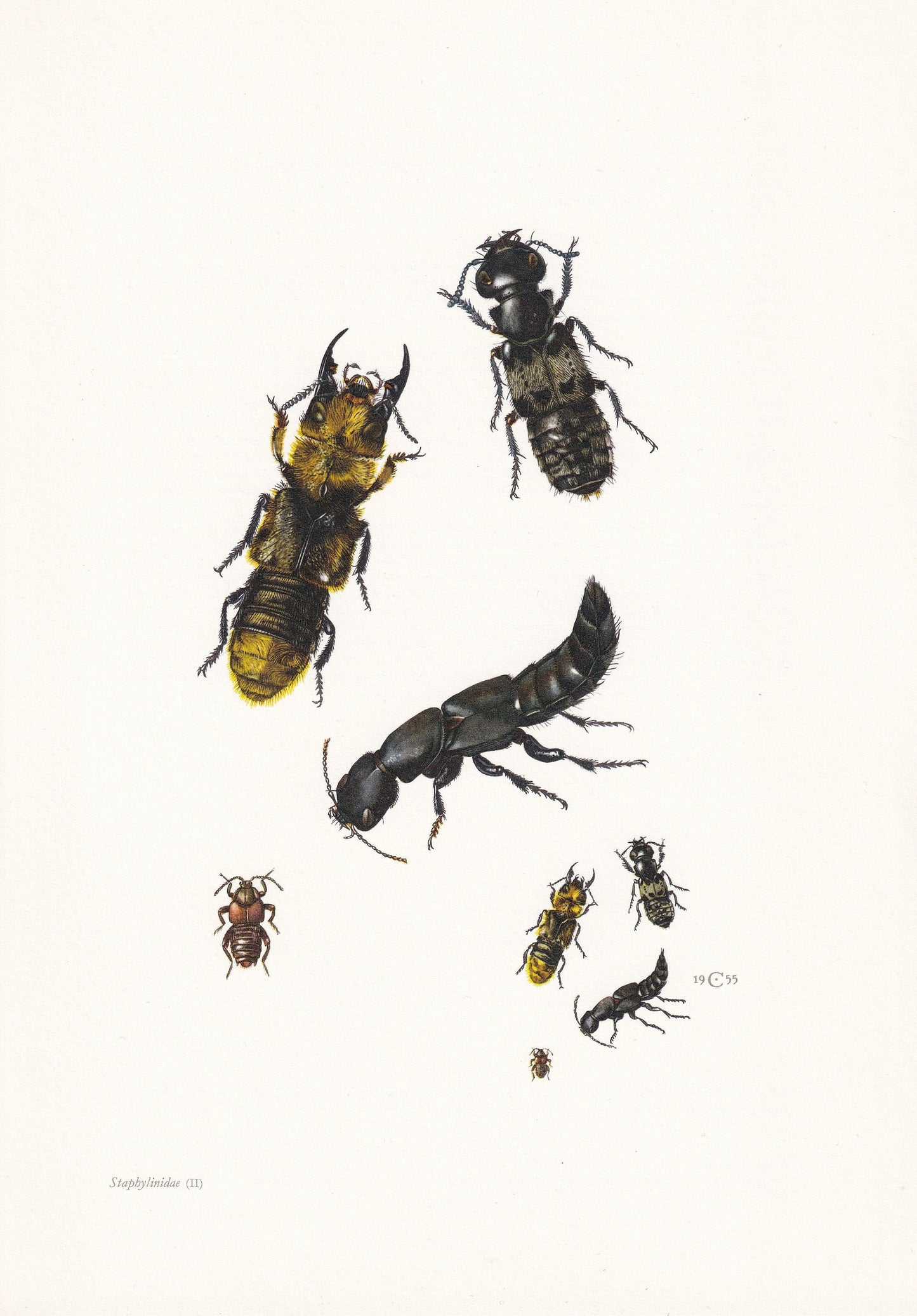 1960 ROVE BEETLE Print - Vintage Insect Print - Bugs Illustration - Insect Wall Art - Vintage Entomology Print - 7.5 x 10.6 I