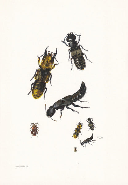 1960 ROVE BEETLE Print - Vintage Insect Print - Bugs Illustration - Insect Wall Art - Vintage Entomology Print - 7.5 x 10.6 I