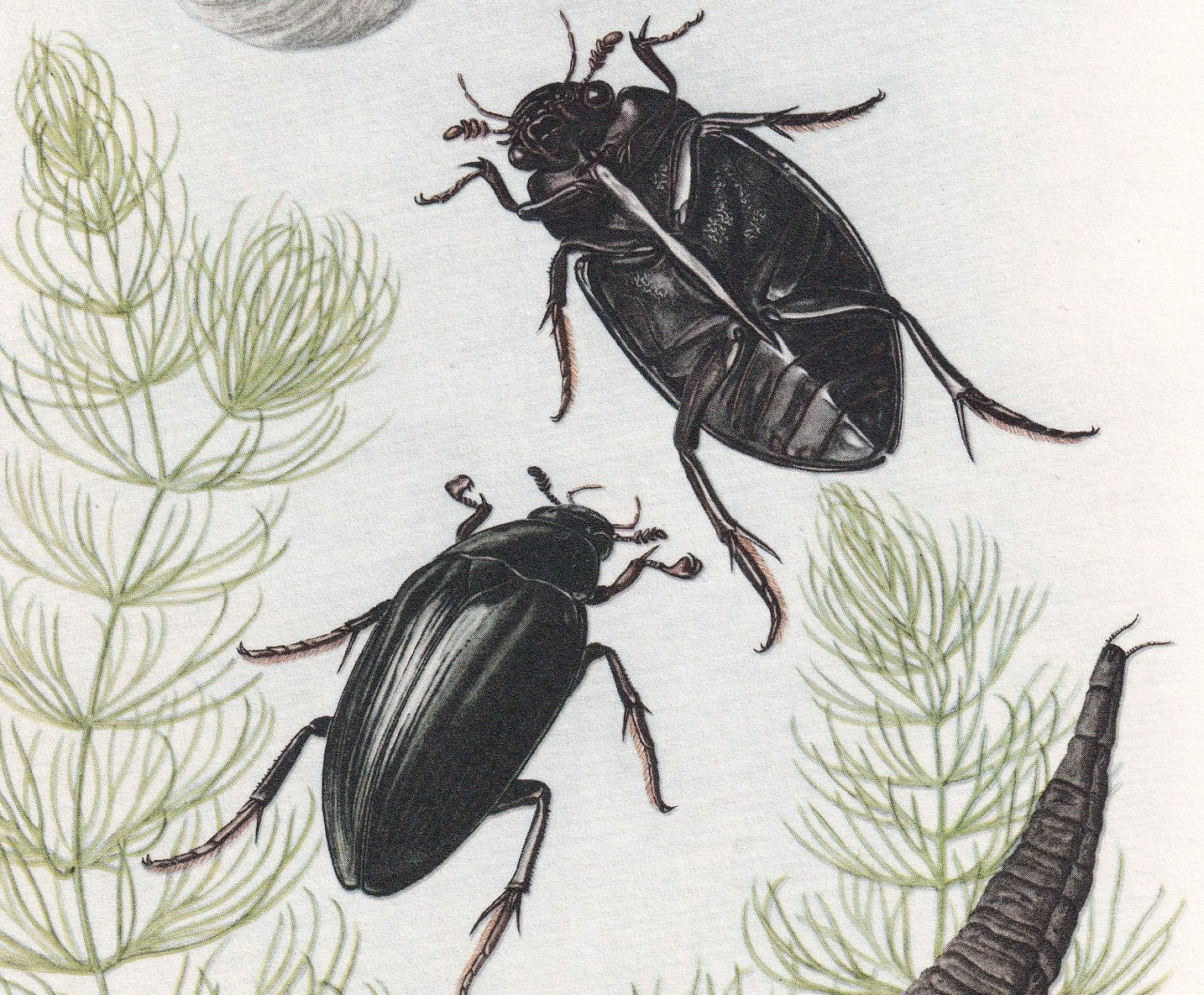 1960 WATER SCAVENGER BEETLE Print - Vintage Insect Print - Bugs Illustration - Insect Wall Art - Vintage Entomology Print - 6