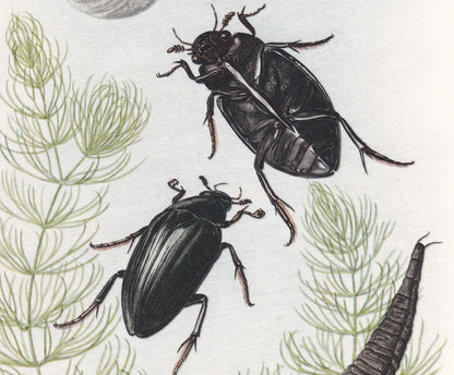 1960 WATER SCAVENGER BEETLE Print - Vintage Insect Print - Bugs Illustration - Insect Wall Art - Vintage Entomology Print - 6