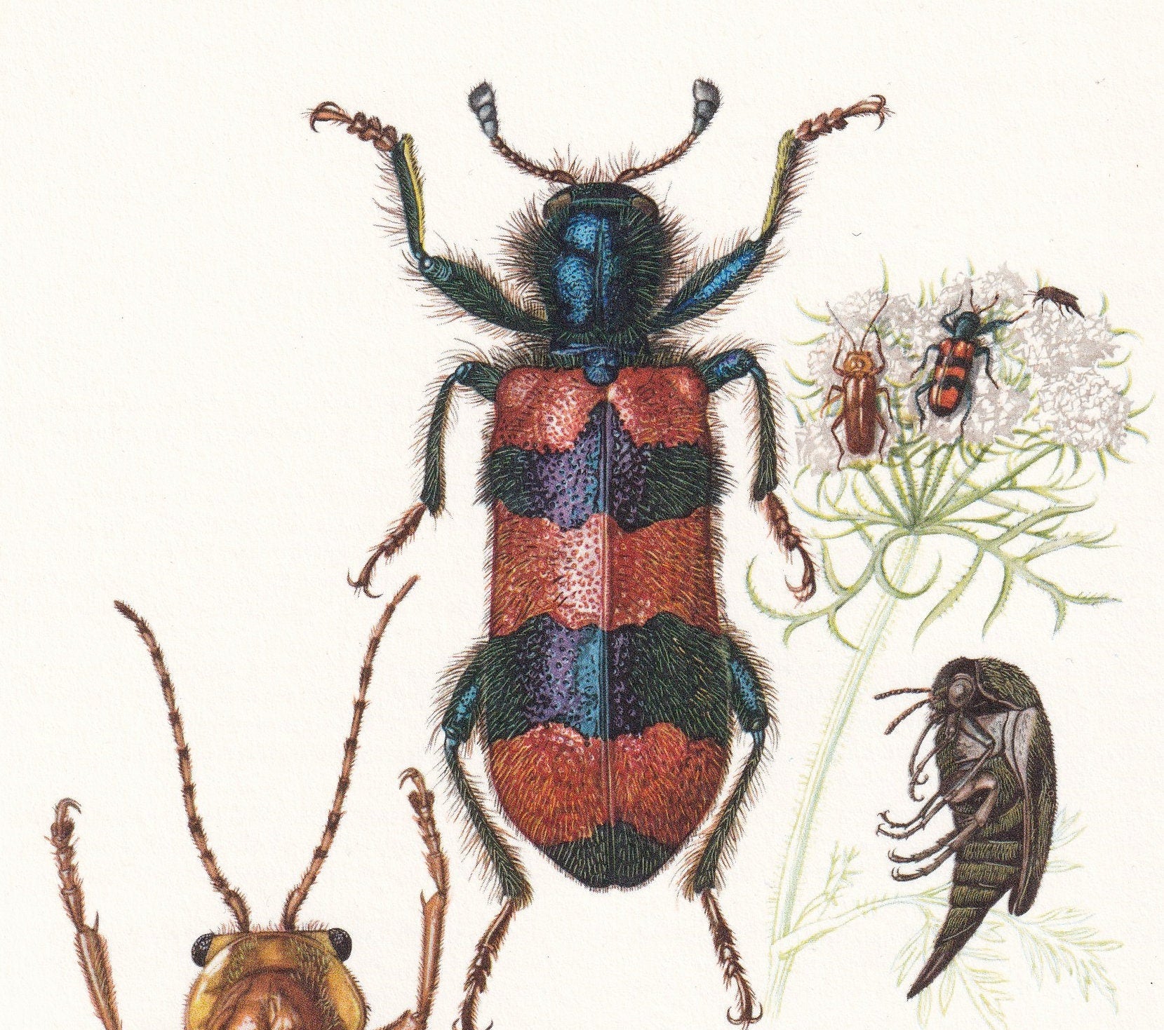1960 SOLDIER BEETLE & Checkered Beetle Print - Vintage Insect Print - Insect Wall Art - Vintage Entomology Print - 7.5 x 10.6