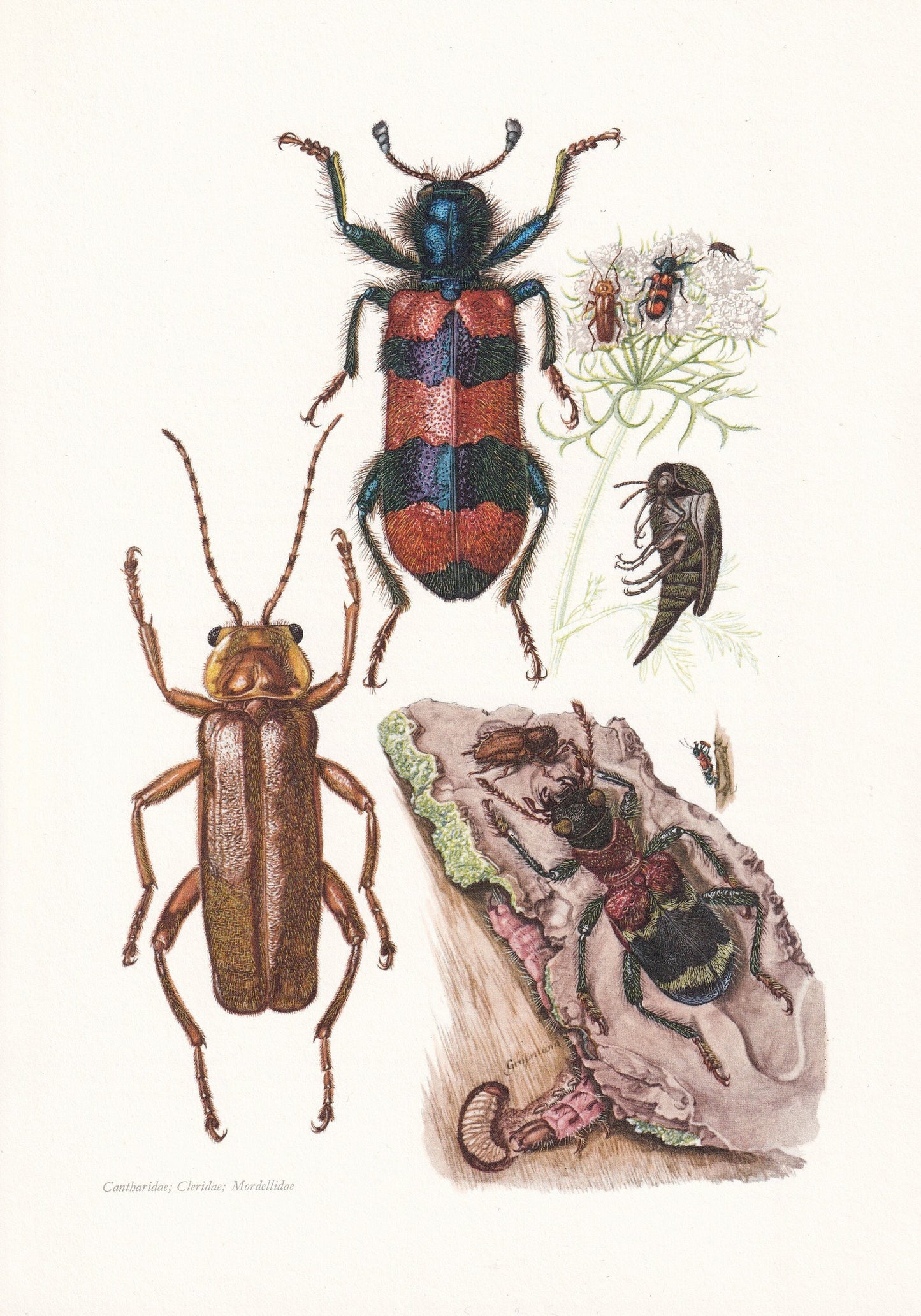 1960 SOLDIER BEETLE & Checkered Beetle Print - Vintage Insect Print - Insect Wall Art - Vintage Entomology Print - 7.5 x 10.6