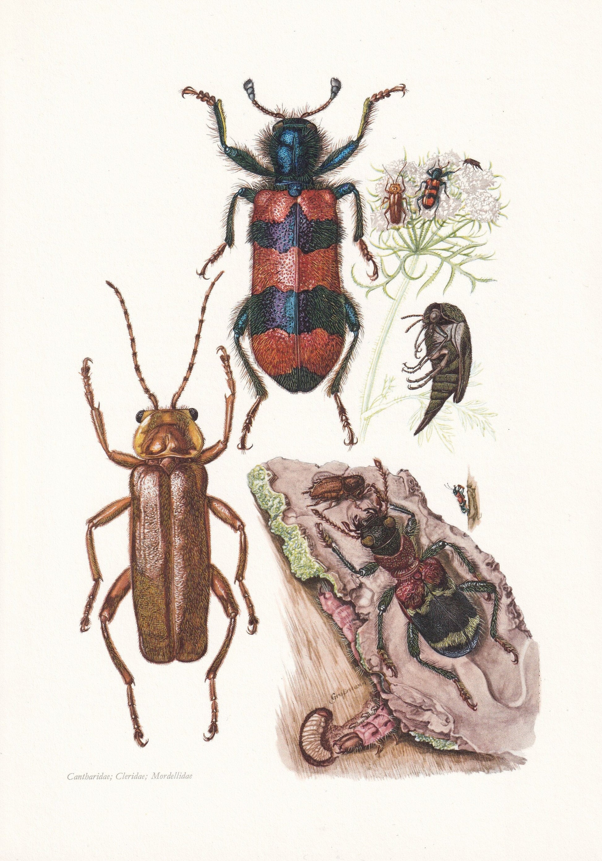1960 SOLDIER BEETLE & Checkered Beetle Print - Vintage Insect Print - Insect Wall Art - Vintage Entomology Print - 7.5 x 10.6