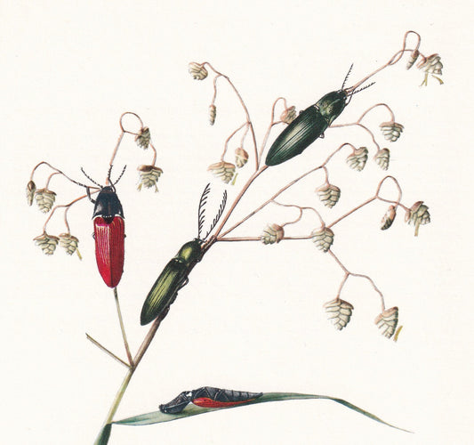 1960 CLICK BEETLE Print - Vintage Insect Print - Bugs Illustration - Insect Wall Art - Vintage Entomology Print - 7.5 x 10.6 