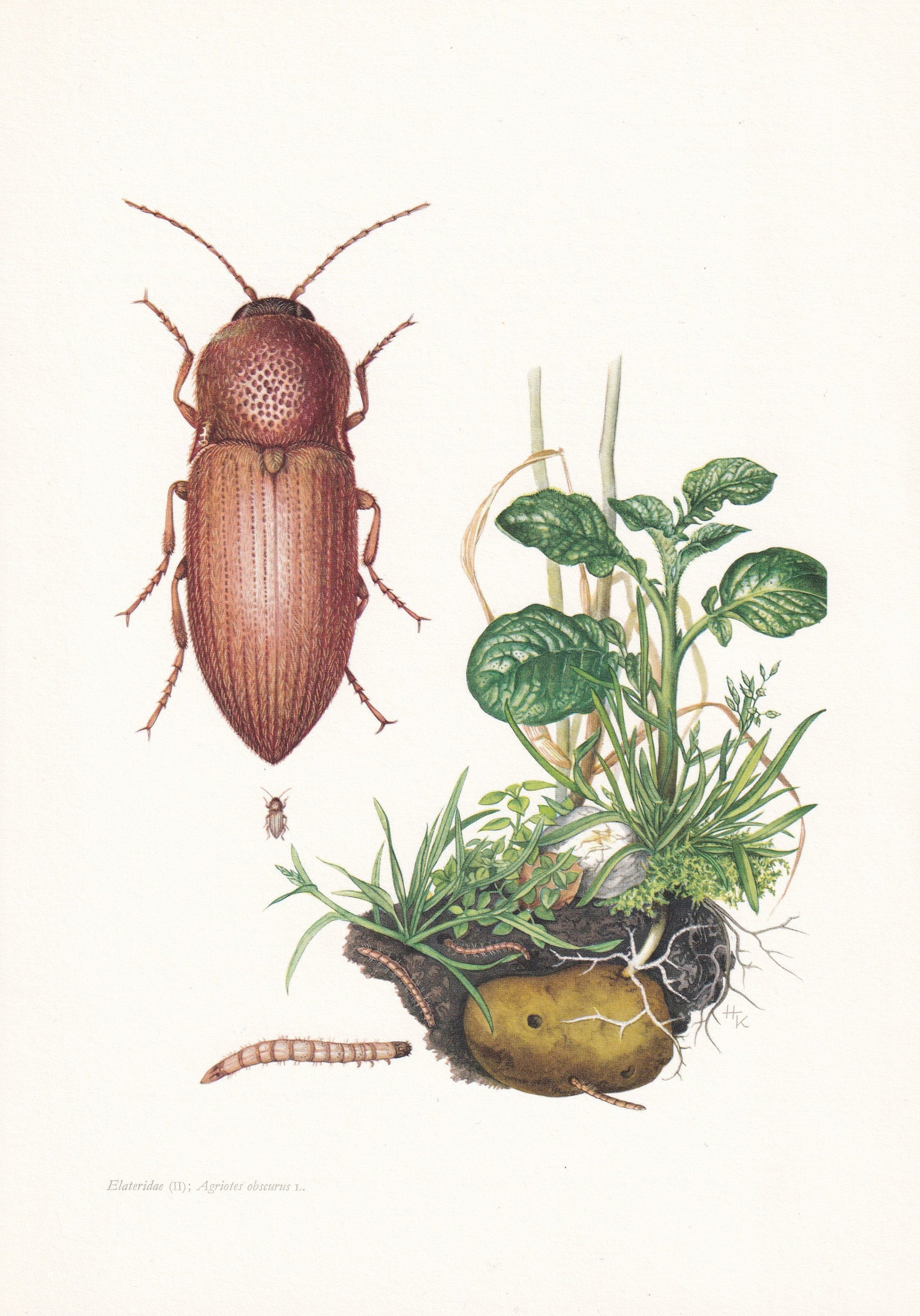 1960 CLICK BEETLE Print - Vintage Insect Print - Bugs Illustration - Insect Wall Art - Vintage Entomology Print - 7.5 x 10.6 