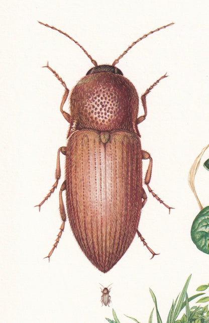 1960 CLICK BEETLE Print - Vintage Insect Print - Bugs Illustration - Insect Wall Art - Vintage Entomology Print - 7.5 x 10.6 