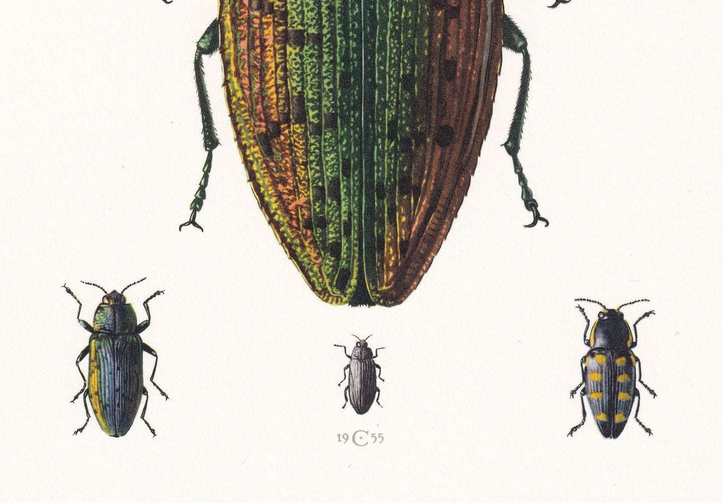 1960 JEWEL BEETLE Print - Vintage Insect Print - Bugs Illustration - Insect Wall Art - Vintage Entomology Print - 7.5 x 10.6 