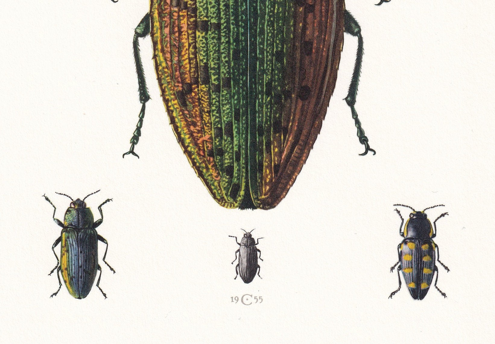 1960 JEWEL BEETLE Print - Vintage Insect Print - Bugs Illustration - Insect Wall Art - Vintage Entomology Print - 7.5 x 10.6 