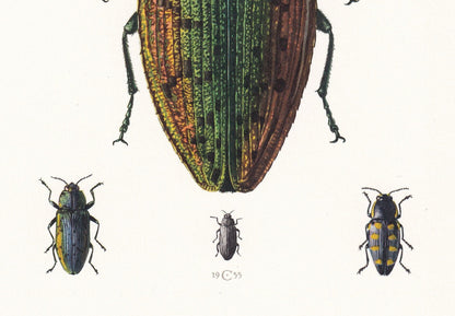 1960 JEWEL BEETLE Print - Vintage Insect Print - Bugs Illustration - Insect Wall Art - Vintage Entomology Print - 7.5 x 10.6 