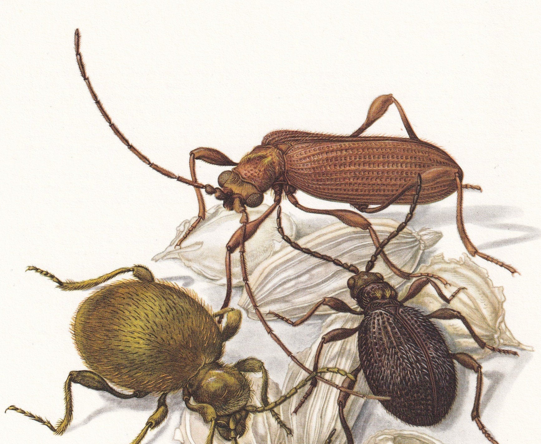 1960 SPIDER BEETLE Print - Vintage Insect Print - Bugs Illustration - Insect Wall Art - Vintage Entomology Print - 7.5 x 10.6