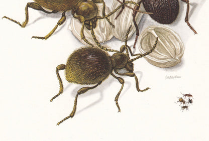 1960 SPIDER BEETLE Print - Vintage Insect Print - Bugs Illustration - Insect Wall Art - Vintage Entomology Print - 7.5 x 10.6